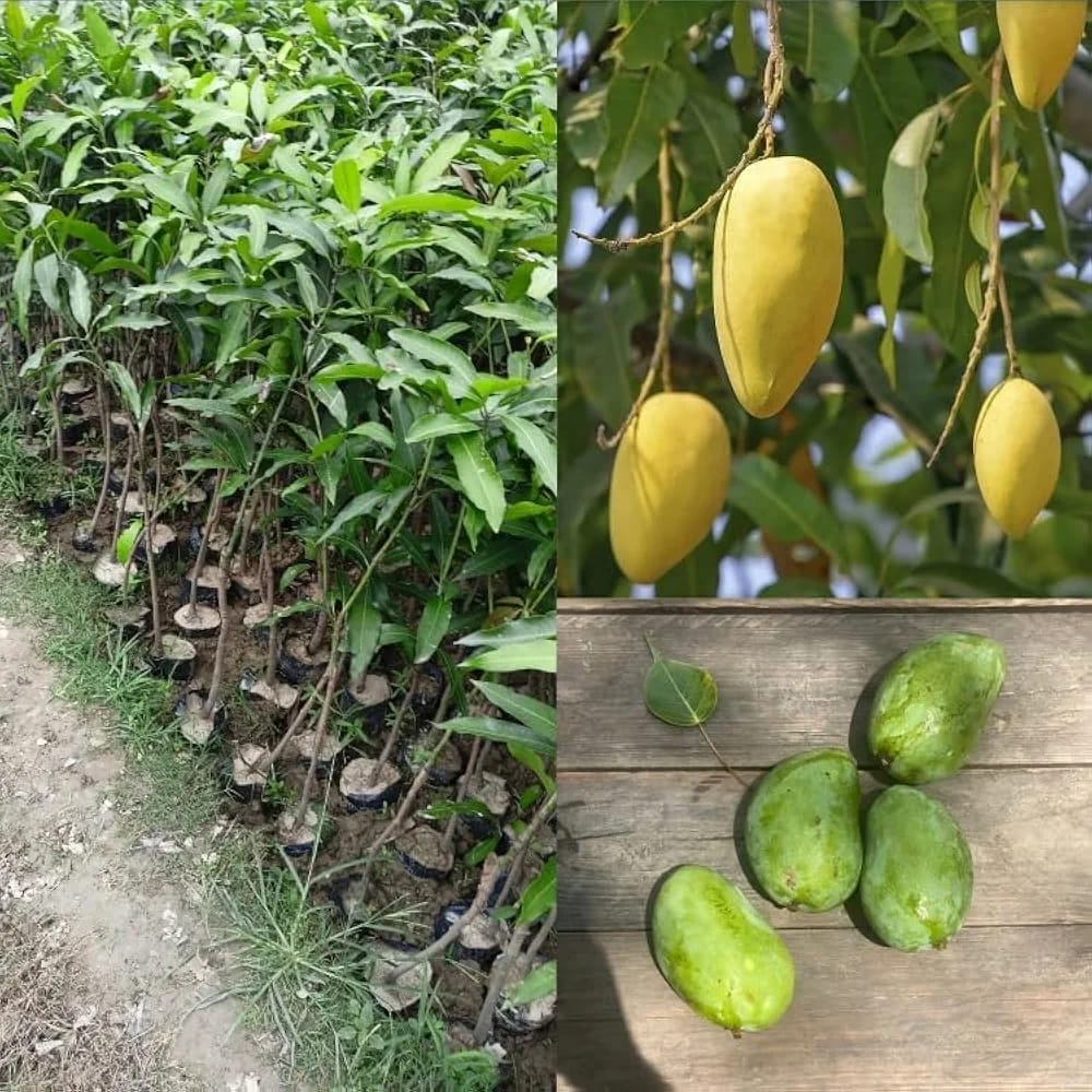 Chausa Mango Fruit Plant (Hybrid & Grafting ) Pack Of-1