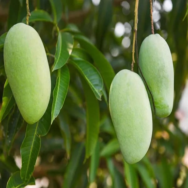 Chausa Mango Fruit Plant (Hybrid & Grafting ) Pack Of-1