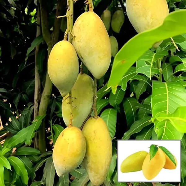 Chausa Mango Fruit Plant (Hybrid & Grafting ) Pack Of-1