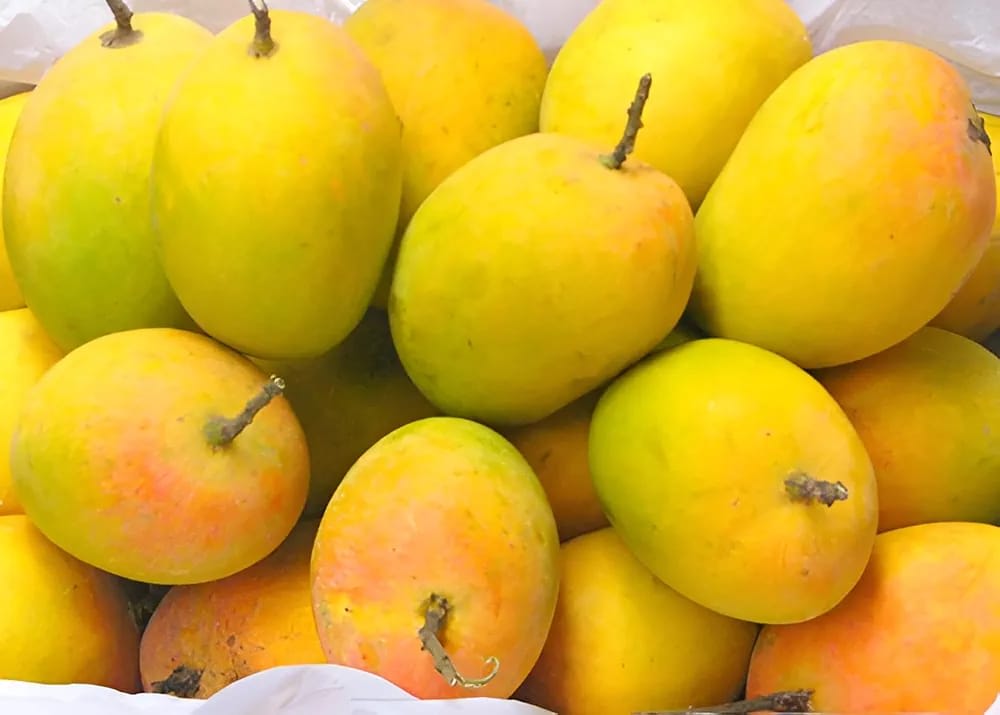 Chausa Mango Fruit Plant (Hybrid & Grafting ) Pack Of-1