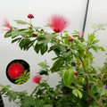 Hybrid Powder Puff Red Flower Plant (Pack Of-1 )