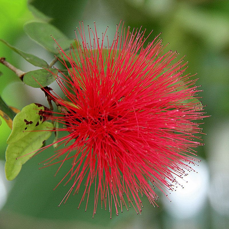 Hybrid Powder Puff Red Flower Plant (Pack Of-1 )