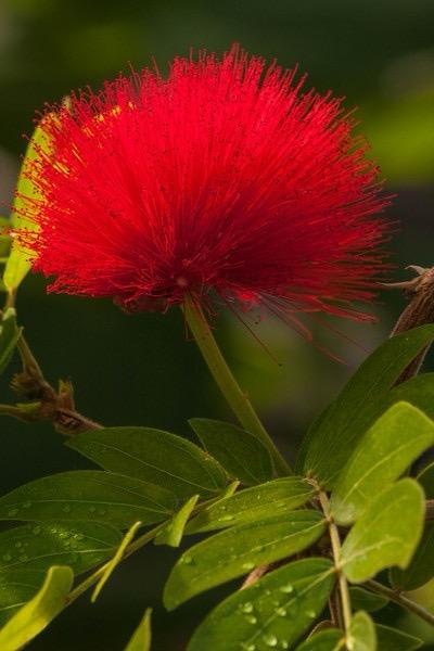 Hybrid Powder Puff Red Flower Plant (Pack Of-1 )
