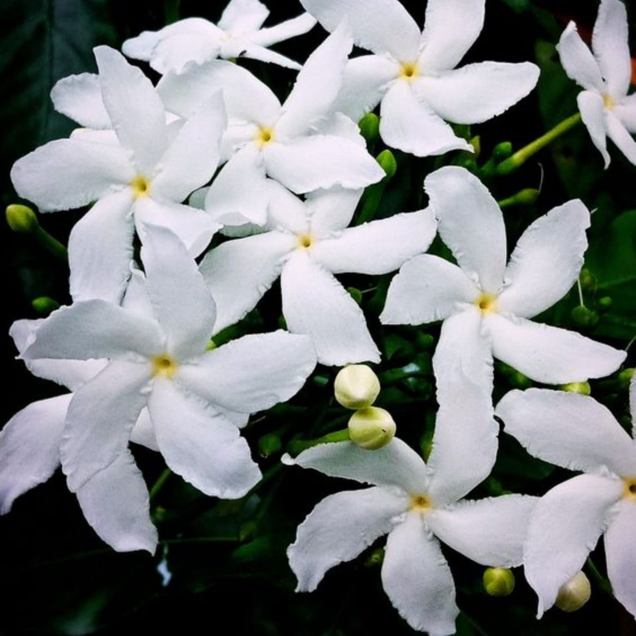 Hybrid Jasmin Mini Tagor Flower Plant (Pack Of-1 )