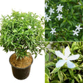 Hybrid Jasmin Mini Tagor Flower Plant (Pack Of-1 )