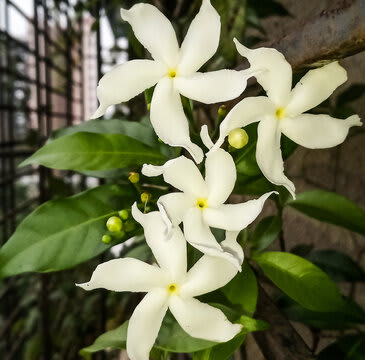 Hybrid Jasmin Mini Tagor Flower Plant (Pack Of-1 )
