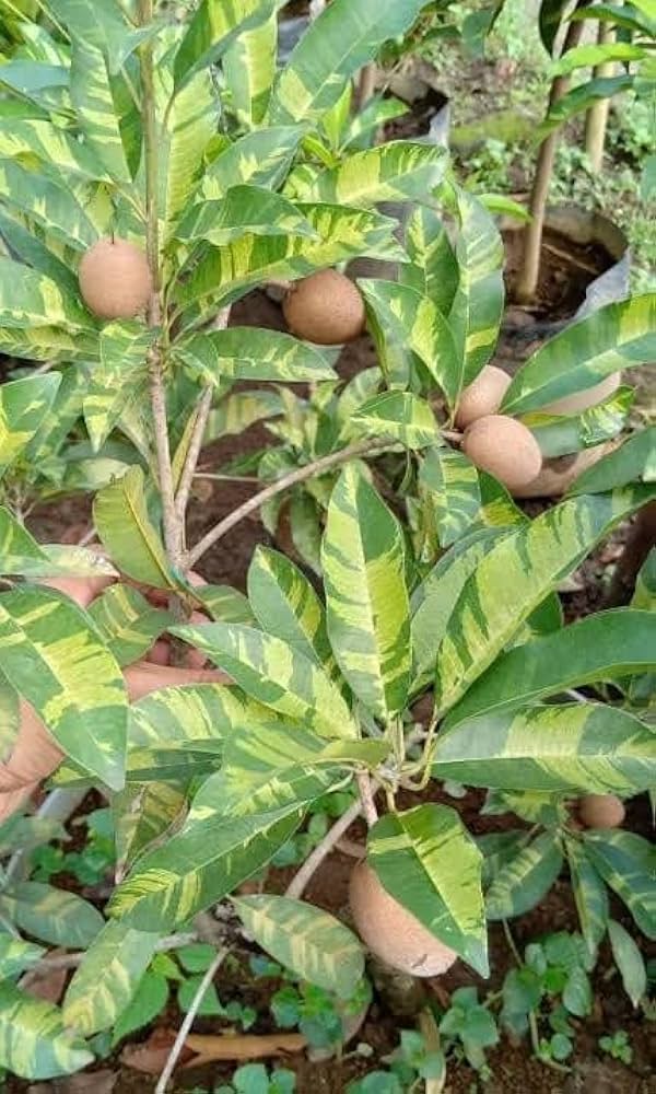 Hybrid Variegated Chiku Fruit Plant (Pack Of-1 )
