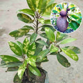 Hybrid Variegated Chiku Fruit Plant (Pack Of-1 )