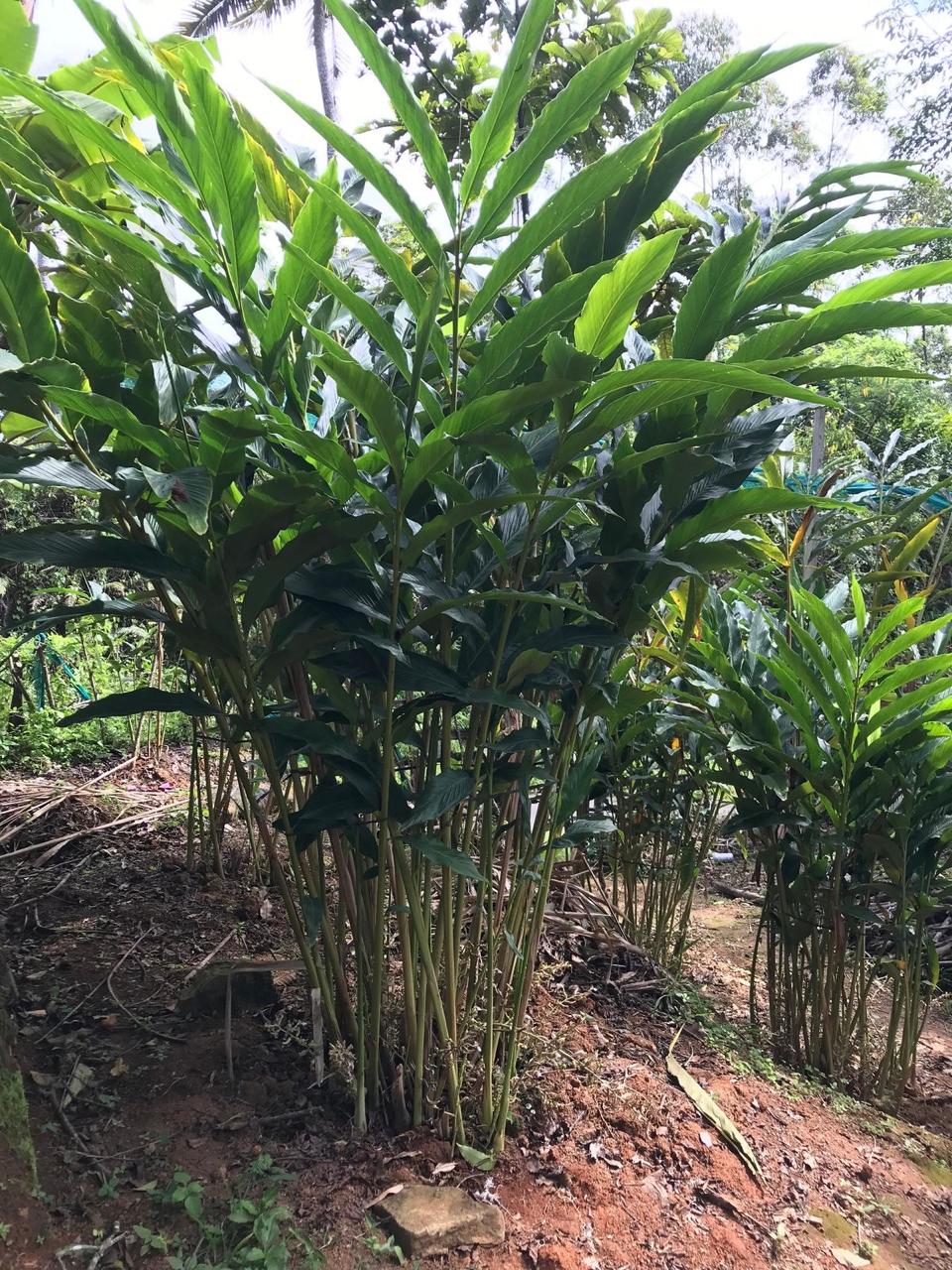 Cardamom Plant (Pack Of 1)