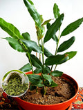 Cardamom Plant (Pack Of 1)