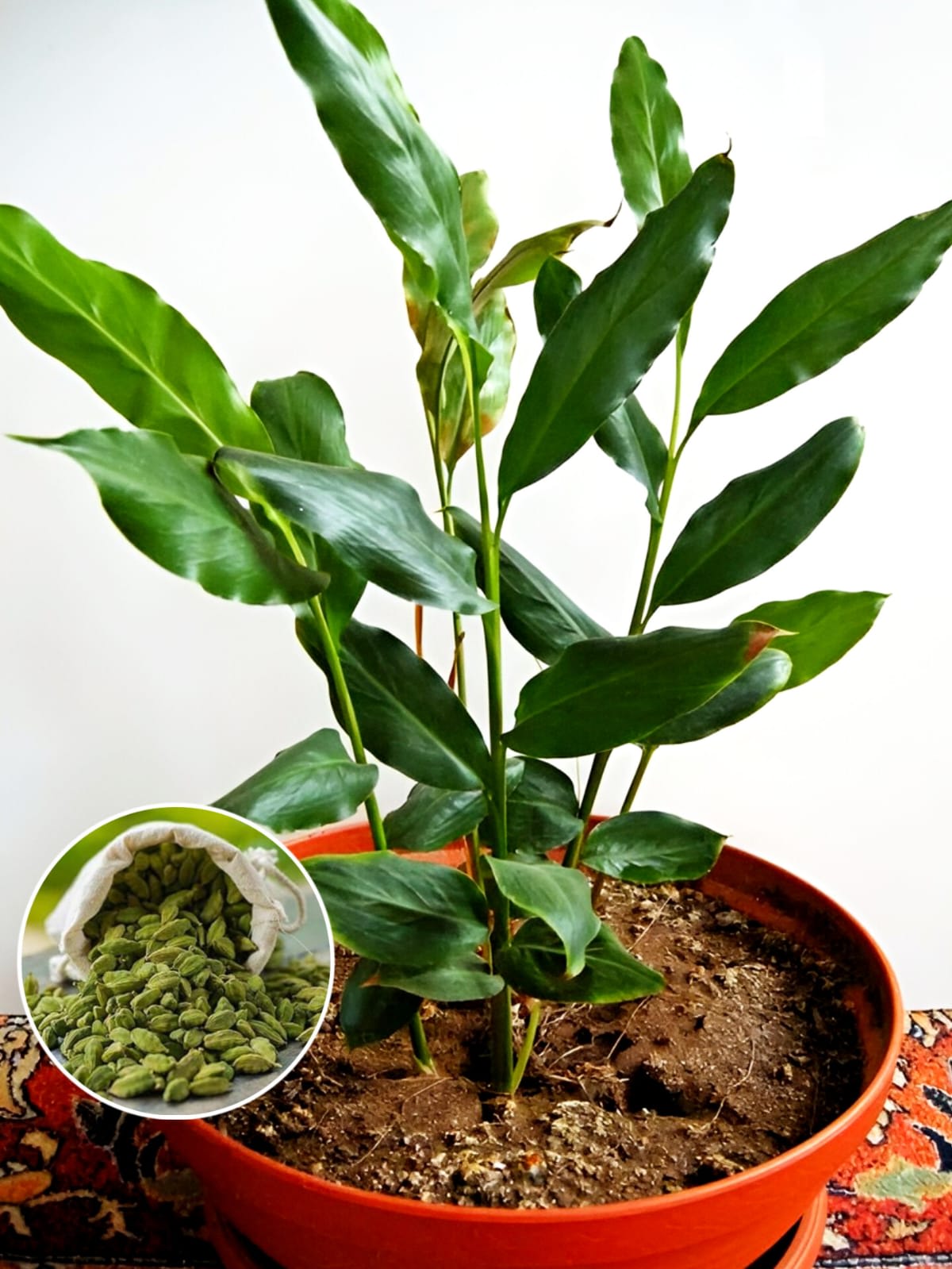 Cardamom Plant (Pack Of 1)