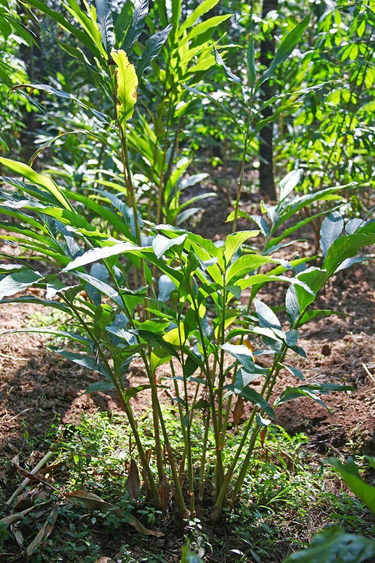 Cardamom Plant (Pack Of 1)