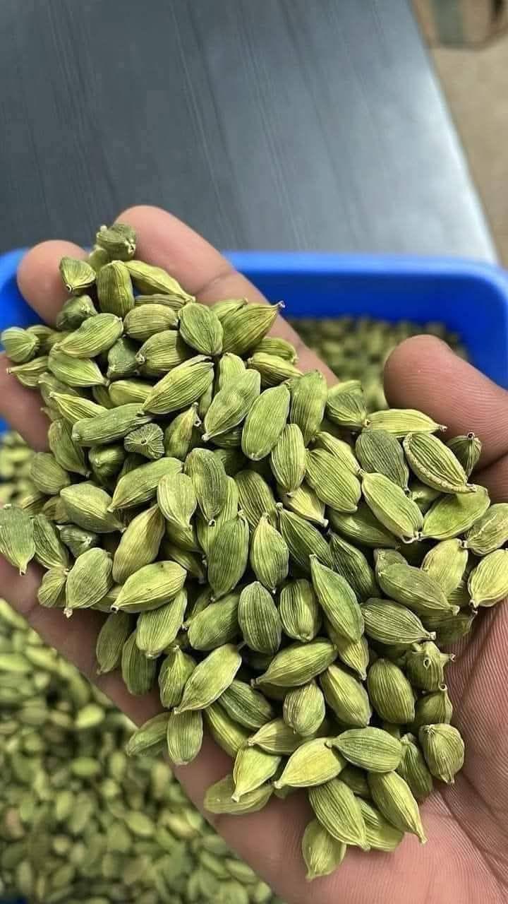 Cardamom Plant (Pack Of 1)