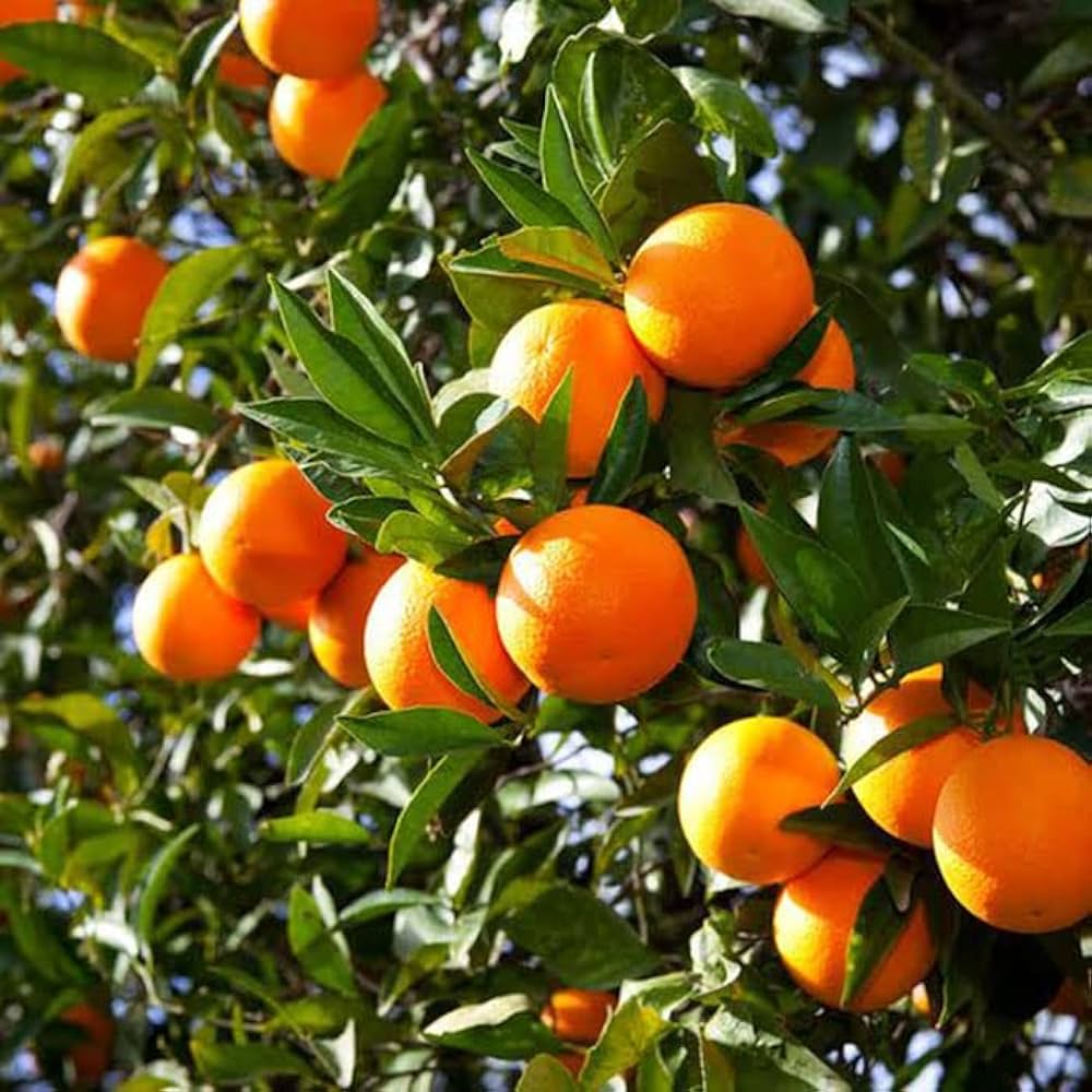 Hybrid Vietnam All Time Malta Grafting Plant (Pack Of-1)