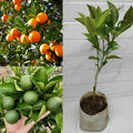Hybrid Vietnam All Time Malta Grafting Plant (Pack Of-1)