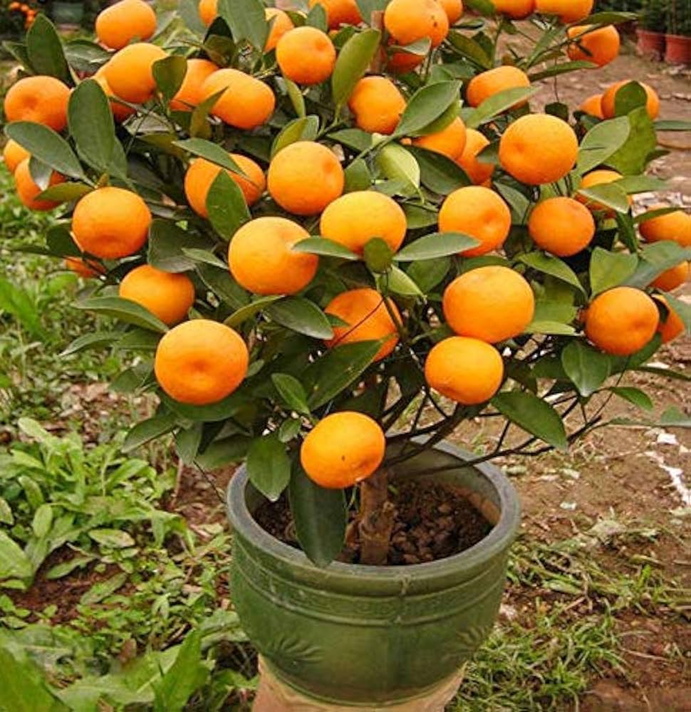 Mandarin Orange Fruit Plant (Hybrid & Grafting) Pack Of-1