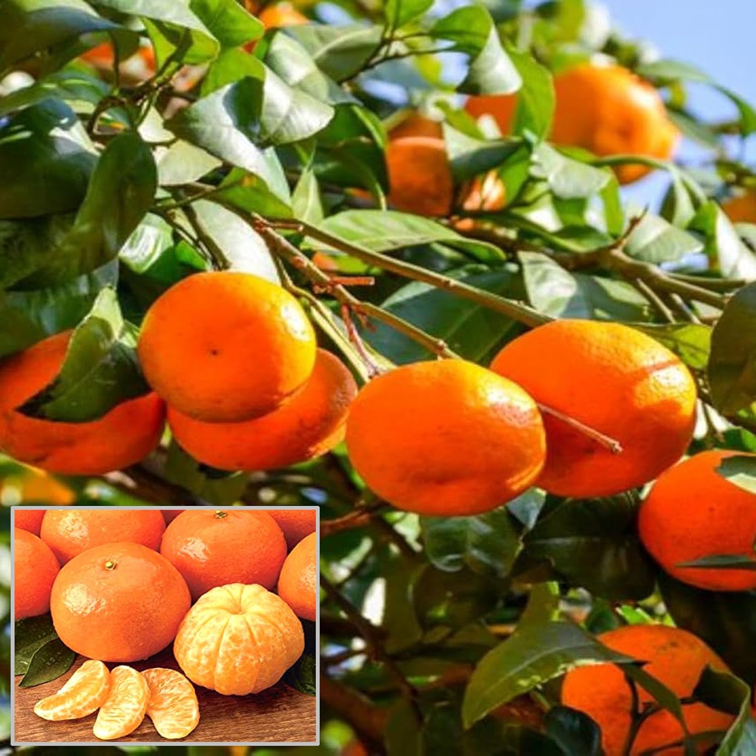 Mandarin Orange Fruit Plant (Hybrid & Grafting) Pack Of-1