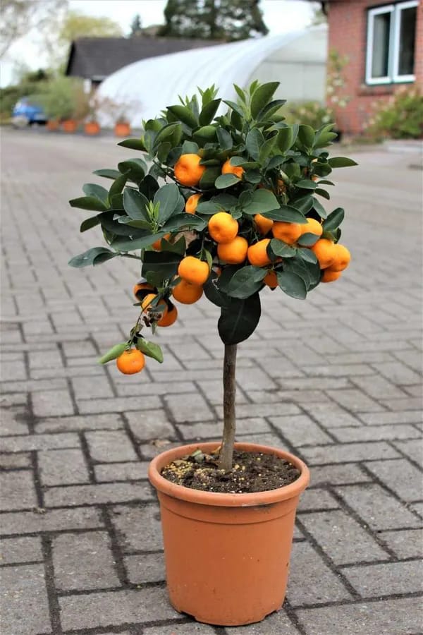 Mandarin Orange Fruit Plant (Hybrid & Grafting) Pack Of-1