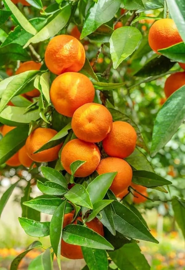 Mandarin Orange Fruit Plant (Hybrid & Grafting) Pack Of-1