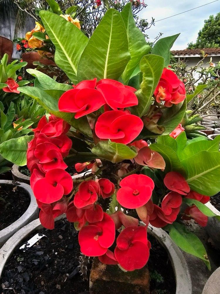 Mili Red Flower Plant (Pack Of-1 )