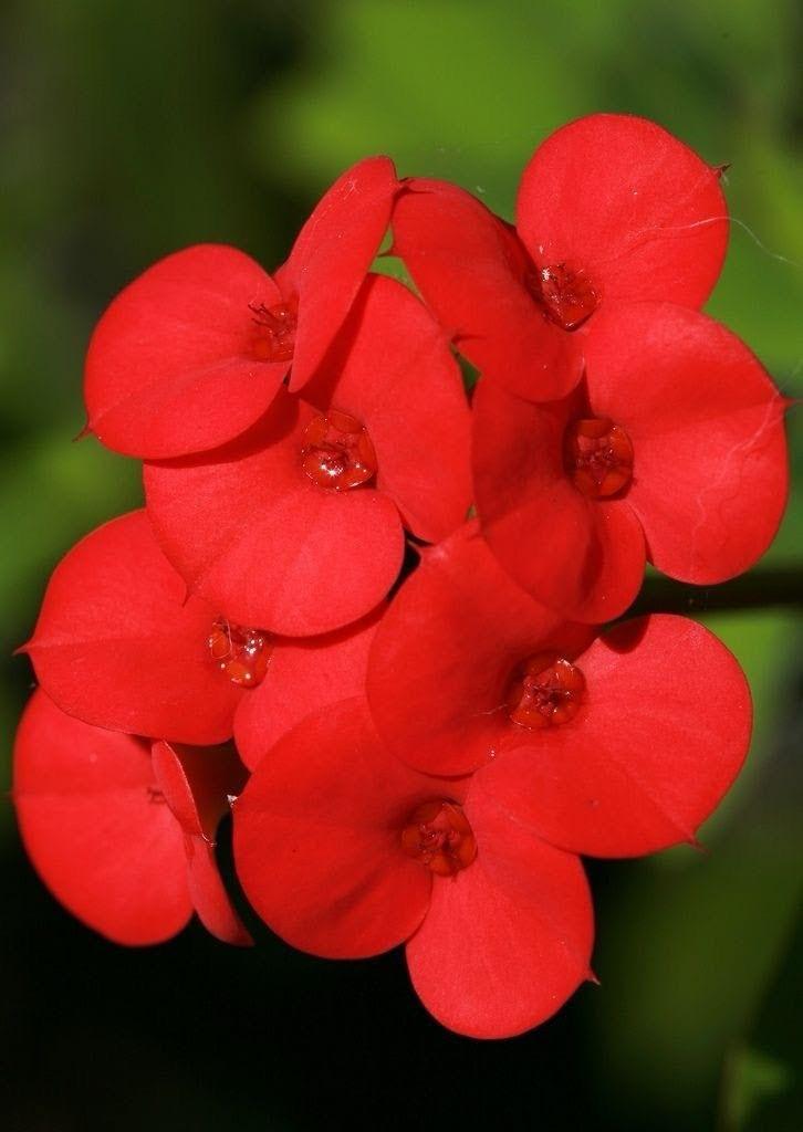 Mili Red Flower Plant (Pack Of-1 )