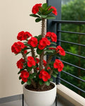 Mili Red Flower Plant (Pack Of-1 )