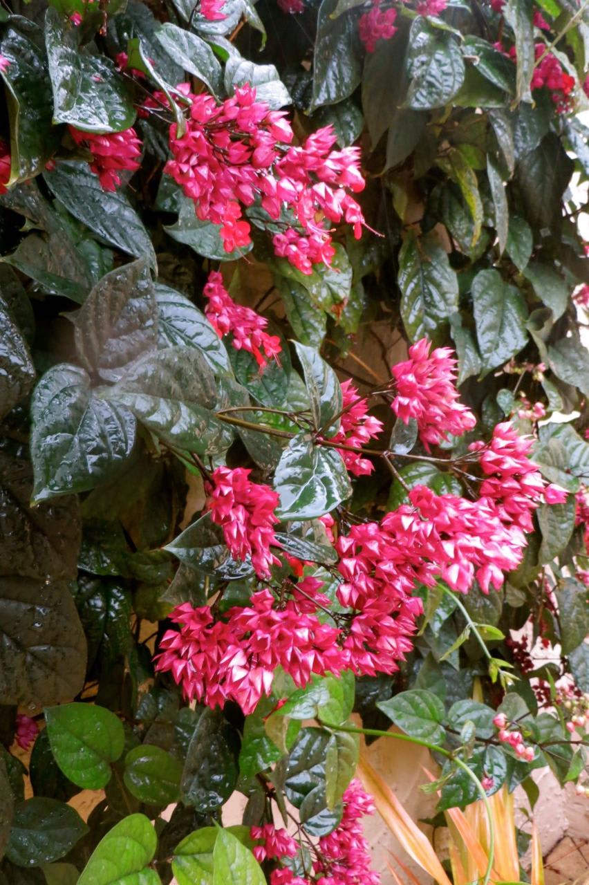 Bleeding Heart Red Flower Plant (Pack Of-1 )