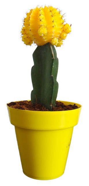 Hybrid Yellow Moon Cactus Plant (Pack Of-1 )