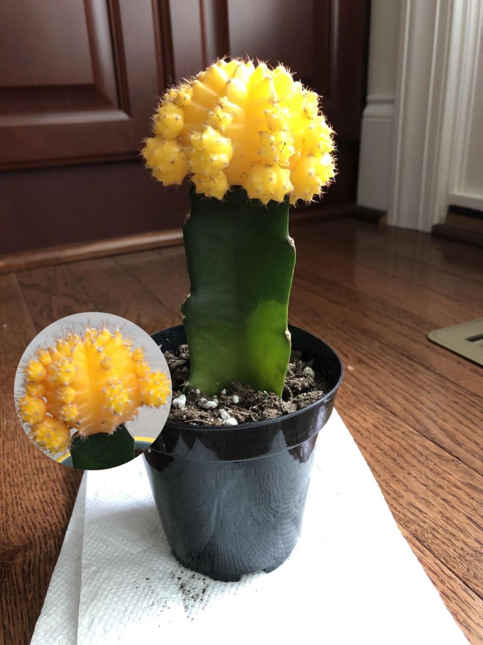 Hybrid Yellow Moon Cactus Plant (Pack Of-1 )