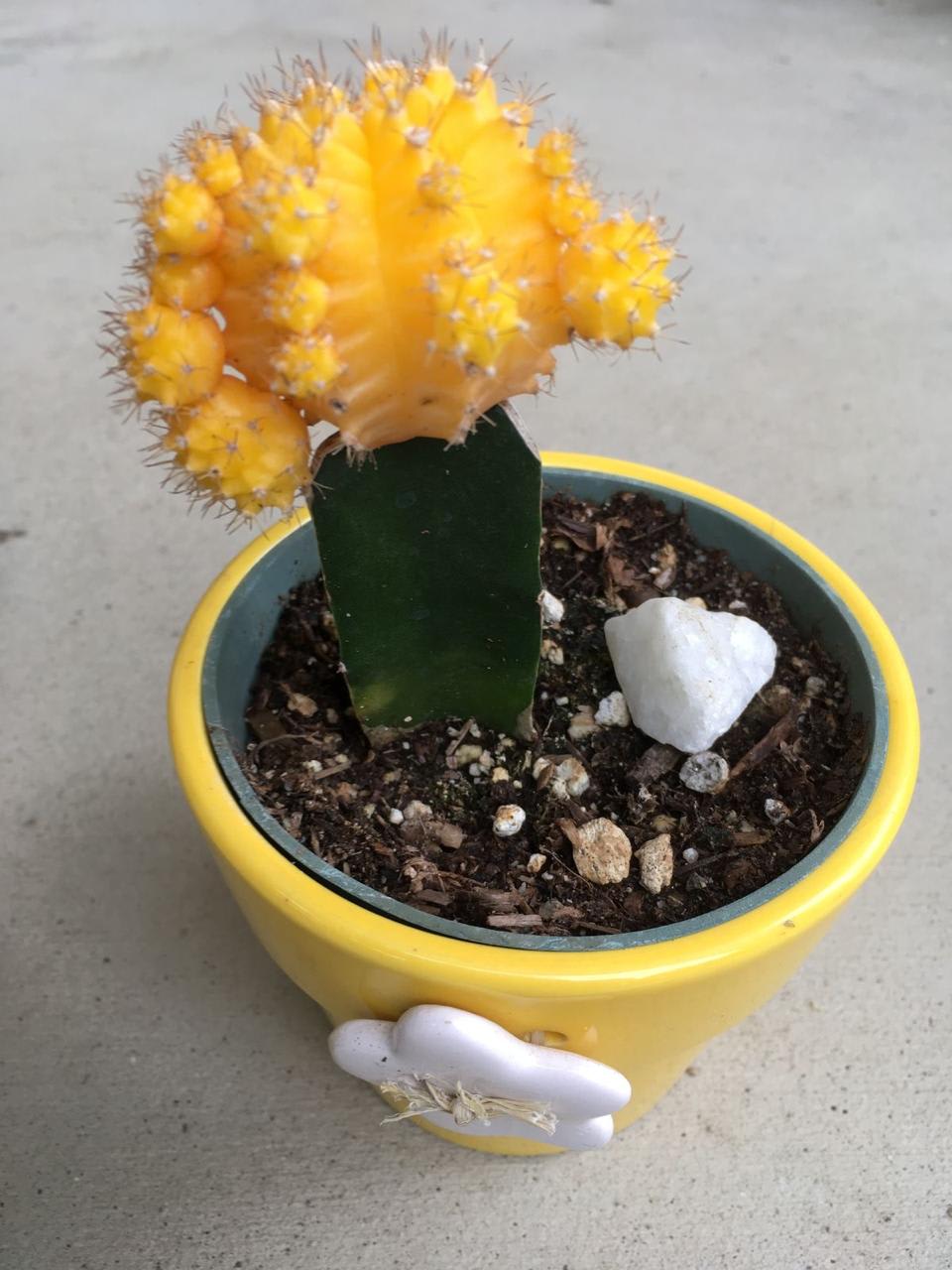 Hybrid Yellow Moon Cactus Plant (Pack Of-1 )