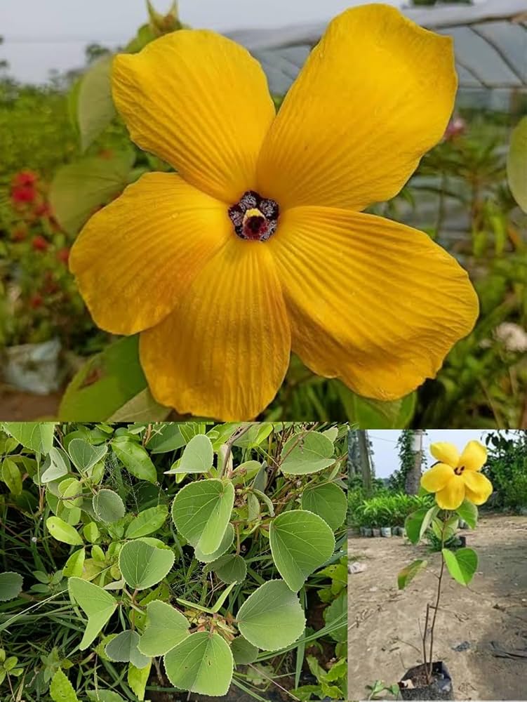 Land Lotus Yellow Flower Plant ( Pack Of-1 )