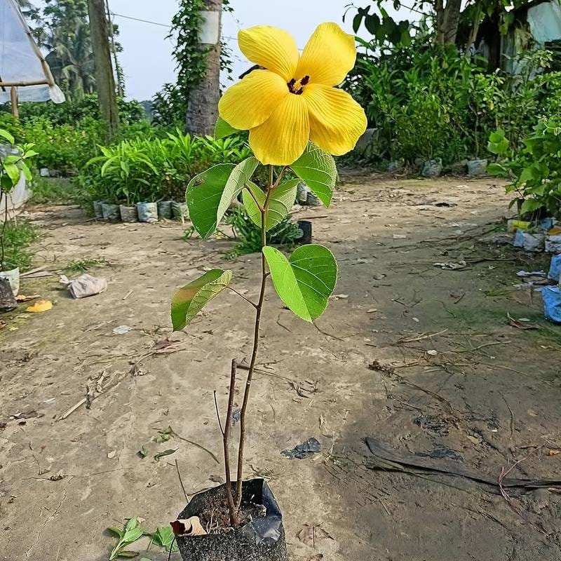 Land Lotus Yellow Flower Plant ( Pack Of-1 )
