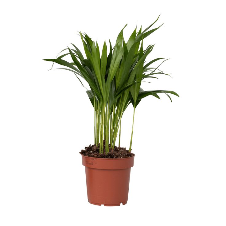 Areca Plam Plant (Pack Of-1 )