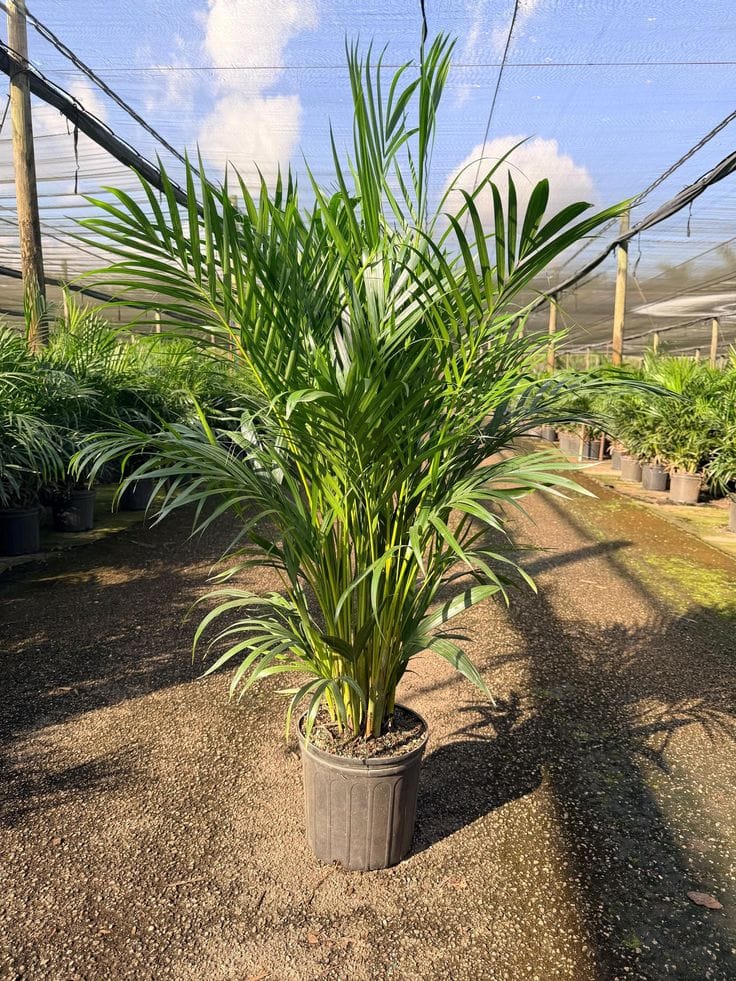 Areca Plam Plant (Pack Of-1 )