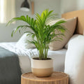 Areca Plam Plant (Pack Of-1 )