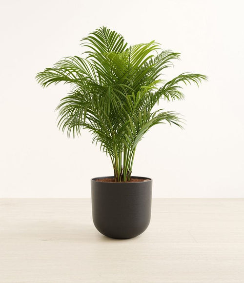 Areca Plam Plant (Pack Of-1 )