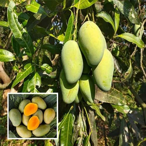 Amrapali Mango Fruit Plant (Hybrid & Grafting) Pack Of-1