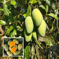 Amrapali Mango Fruit Plant (Hybrid & Grafting) Pack Of-1