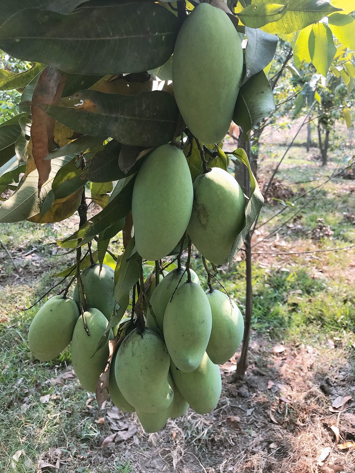 Amrapali Mango Fruit Plant (Hybrid & Grafting) Pack Of-1