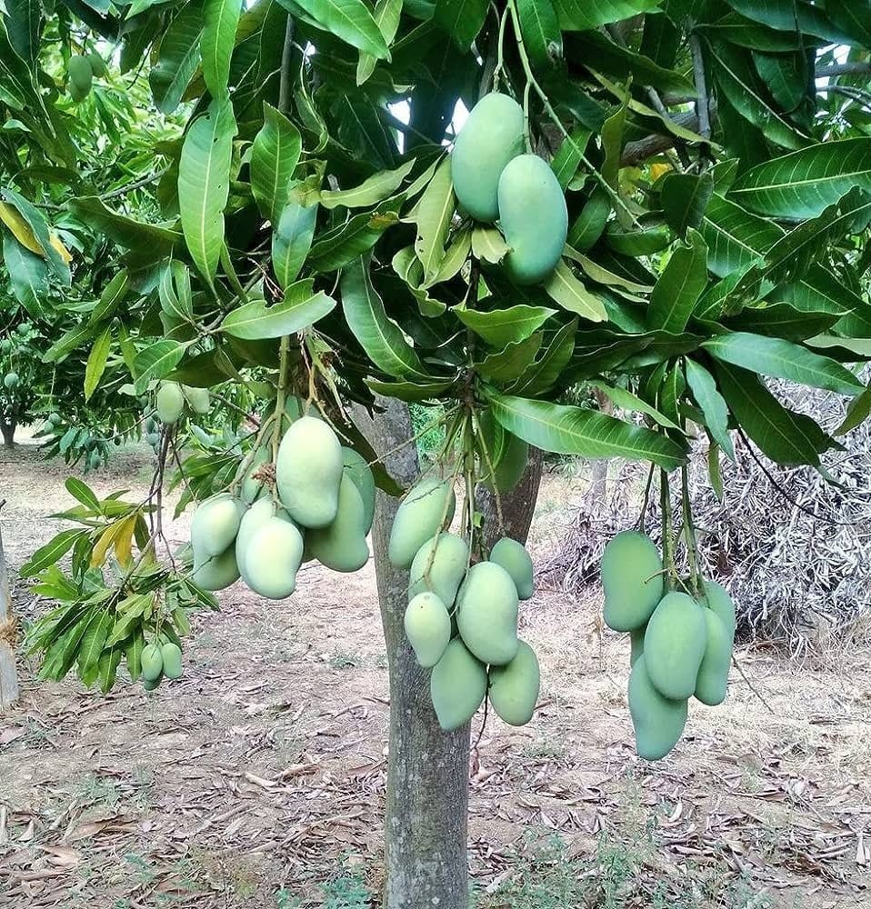 Amrapali Mango Fruit Plant (Hybrid & Grafting) Pack Of-1