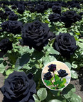 Hybrid Black Rose Plant (Pack Of 1)
