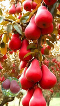 Hybrid Red Pear (Naspati) Grafting Fruit Plant Pack Of 1