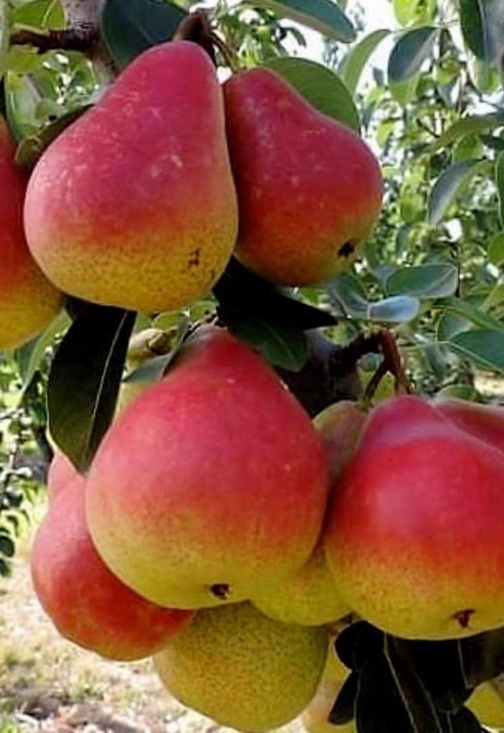 Hybrid Red Pear (Naspati) Grafting Fruit Plant Pack Of 1