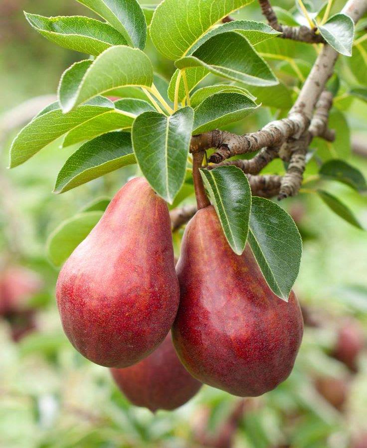 Hybrid Red Pear (Naspati) Grafting Fruit Plant Pack Of 1