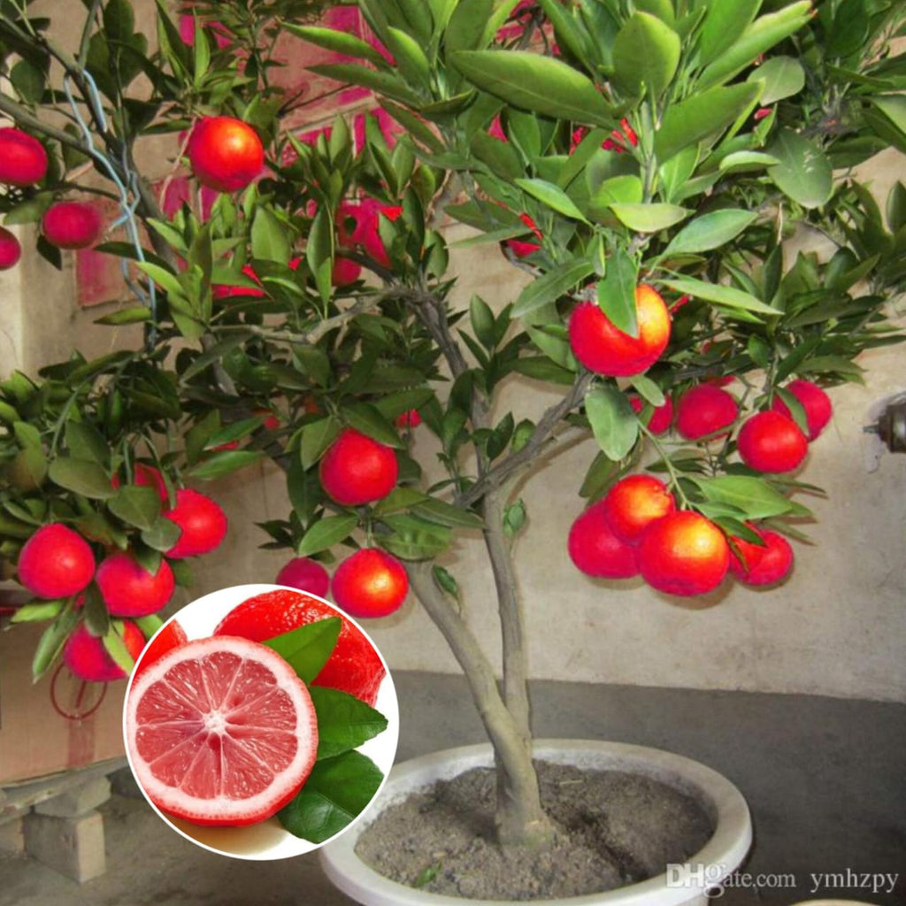Hybrid Red Pati Lemon Fruit Plant (Pack Of-1 )