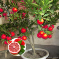Hybrid Red Pati Lemon Fruit Plant (Pack Of-1 )