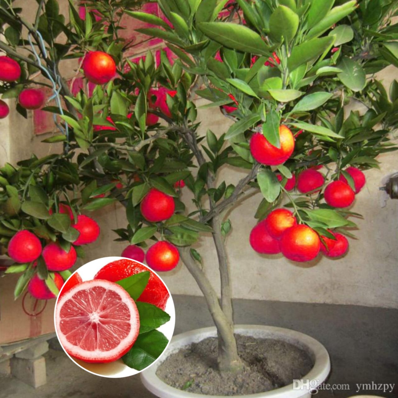 Hybrid Red Pati Lemon Fruit Plant (Pack Of-1 )