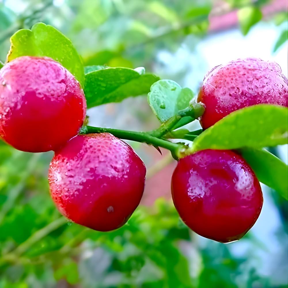 Hybrid Red Pati Lemon Fruit Plant (Pack Of-1 )