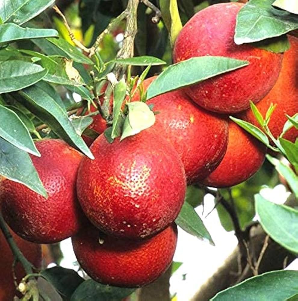 Hybrid Red Pati Lemon Fruit Plant (Pack Of-1 )