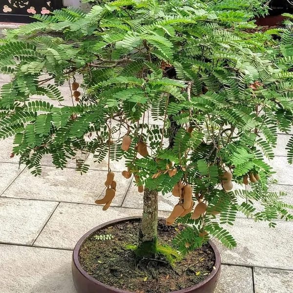 Sweet Tamarind Fruit Plant (Hybrid & Grafting ) Pack Of-1